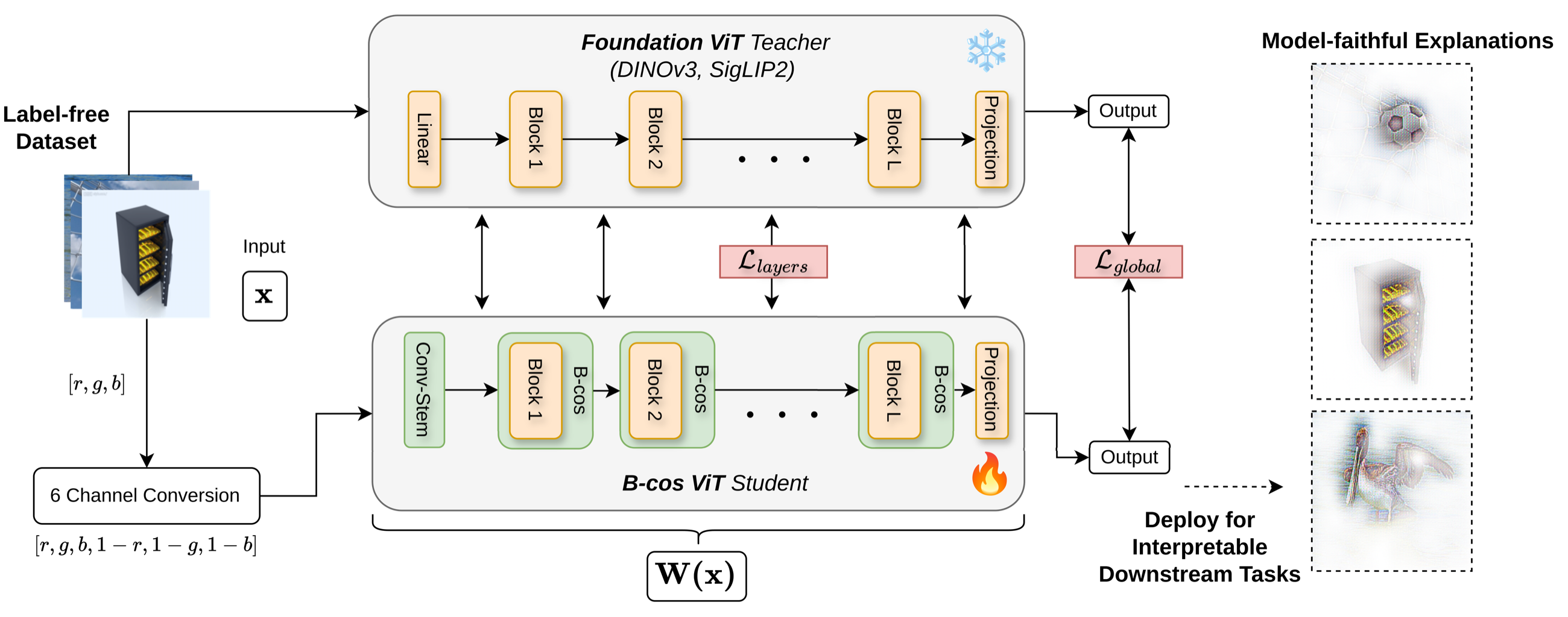 Overview of the ALOE pipeline: B-cos conversion, label-free alignment, and downstream deployment.